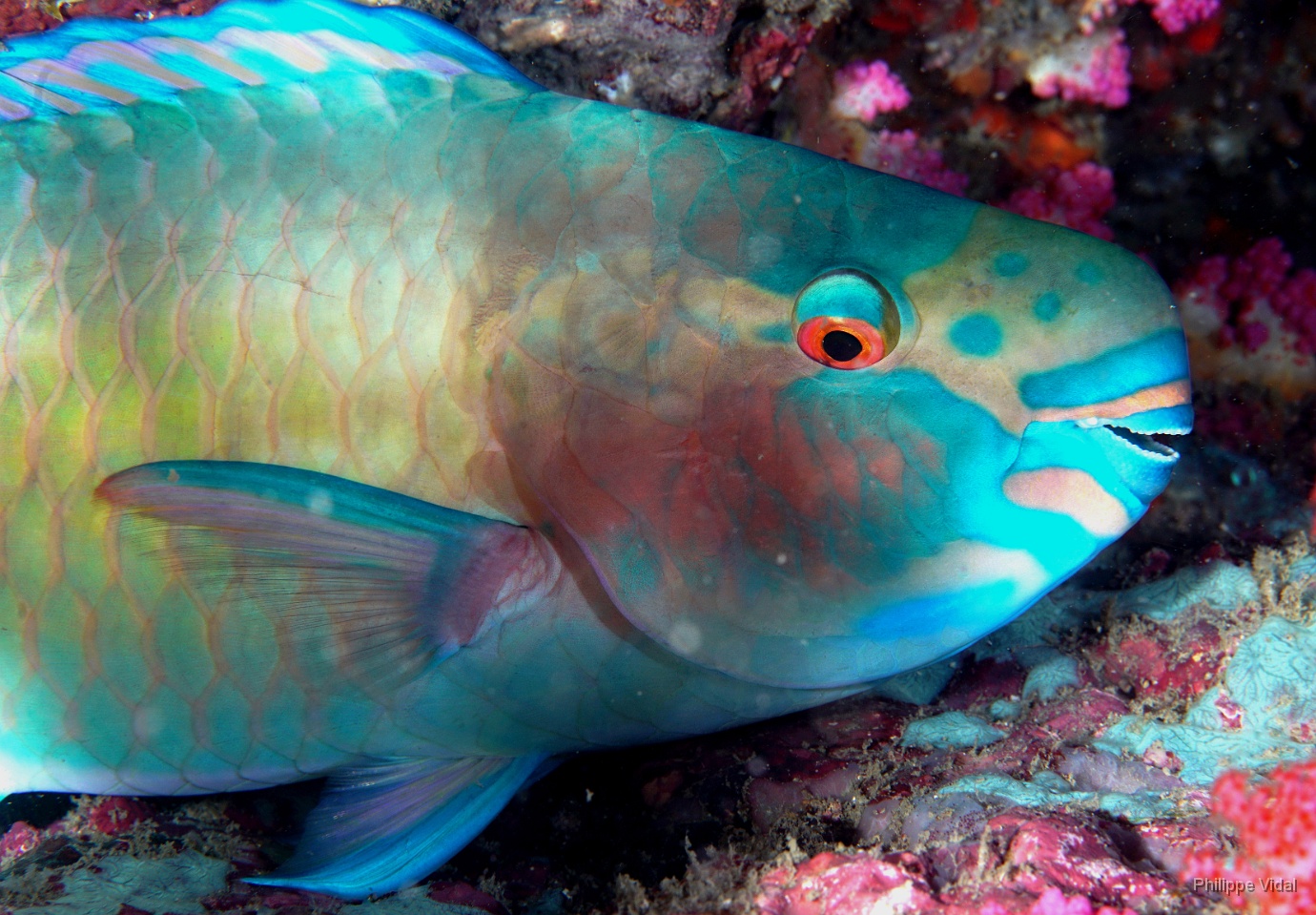 Birmanie - Mergui - 2018 - DSC02685 - Bleekers parrotfish - Perroquet a joue blanche - Chlorurus bleekeri.jpg